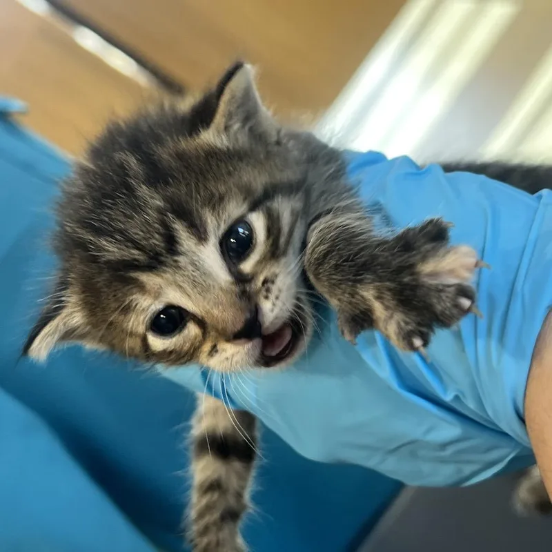 A baby small-sized female Brown / Chocolate Domestic Short Hair cat named Lilly for adoption in West Palm Beach, FL