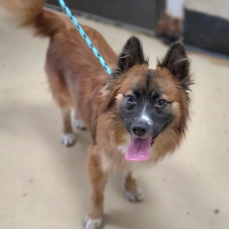 A young small-sized male Brown / Chocolate Pomeranian dog named Pomdale Chino Hills for adoption in Chino Hills, CA