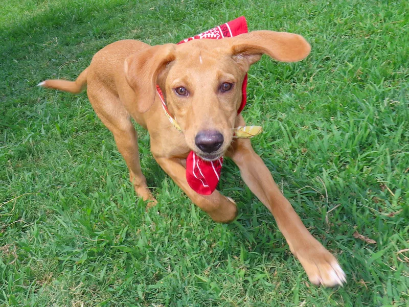 A baby medium-sized female Labrador Retriever dog named Nikki CA for adoption in Rogers, AR