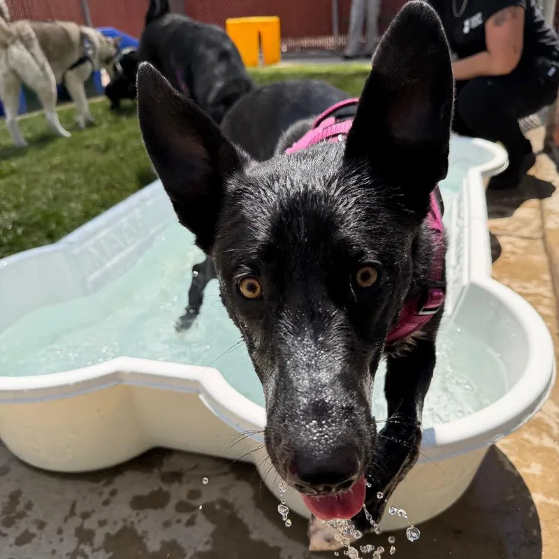 A young medium-sized female White / Cream German Shepherd Dog dog named Robin for adoption in Murray, UT