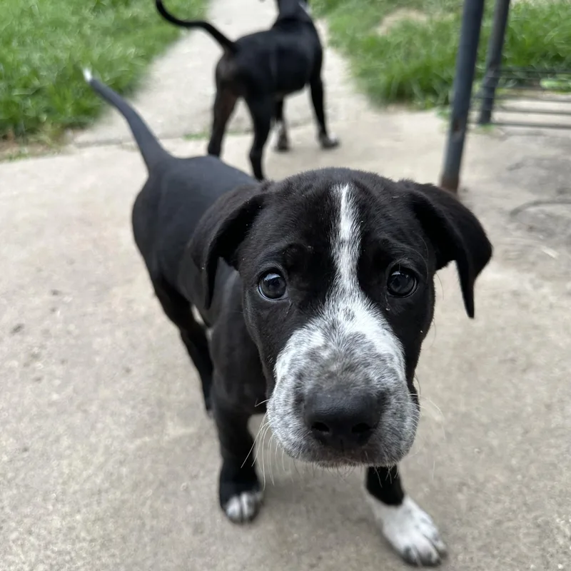 Phineas sweet baby boy