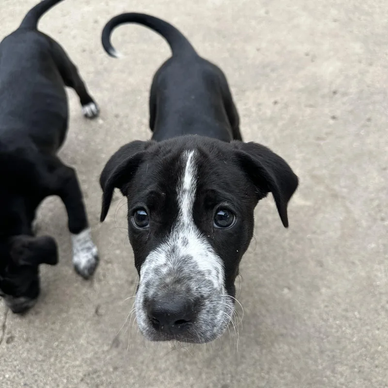 Phineas sweet baby boy thumbnail 2