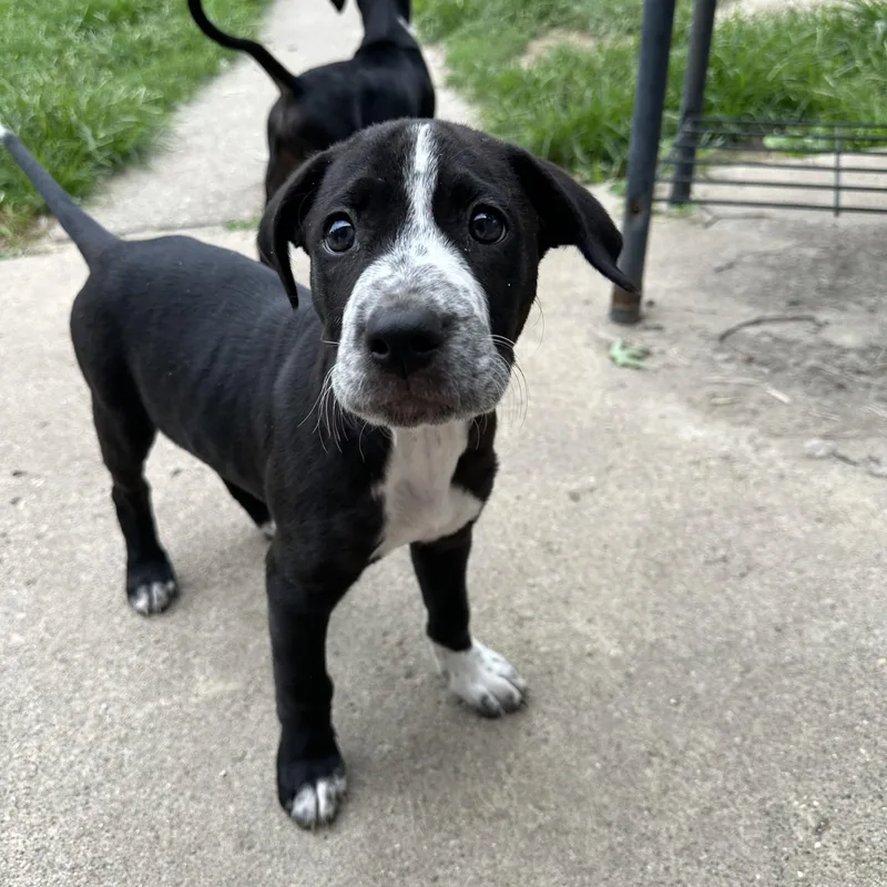 Phineas sweet baby boy thumbnail 3