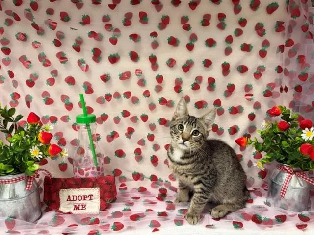A baby small-sized male Domestic Short Hair cat named Jack for adoption in Fairfield, CA