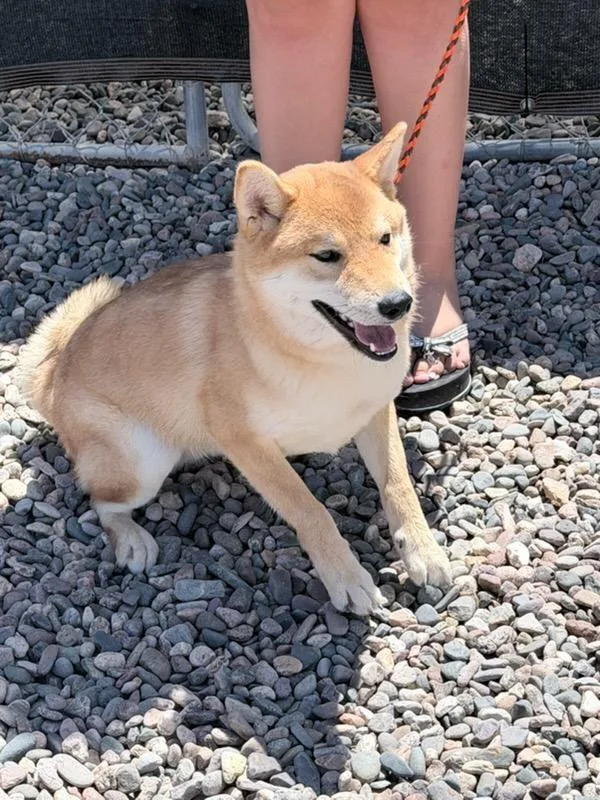 Chewy