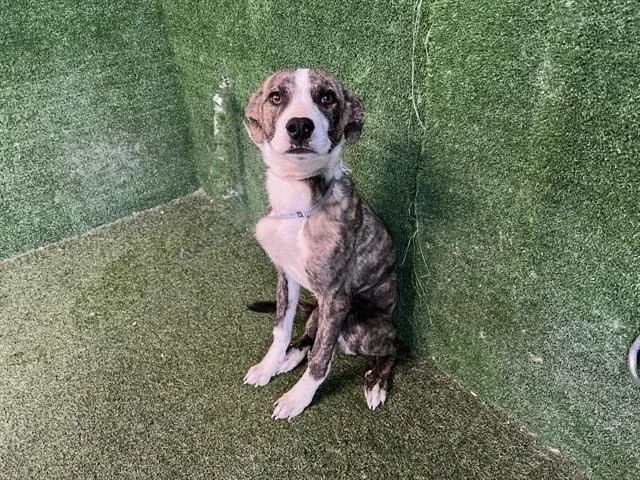 A young large-sized male Pit Bull Terrier dog named Bailey for adoption in Lancaster, CA