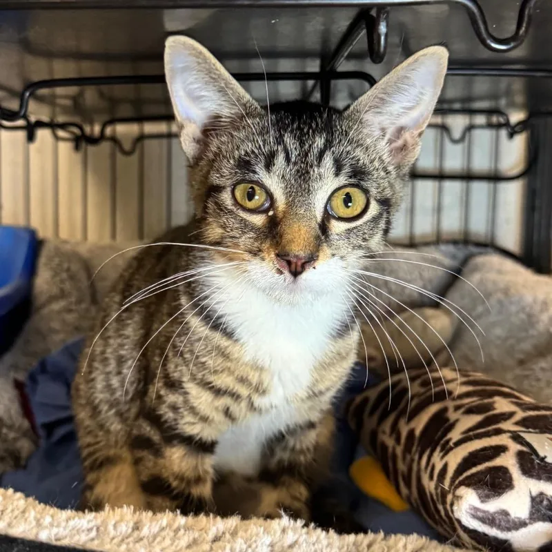 A baby medium-sized male Domestic Short Hair cat named Kern for adoption in Saginaw, MI