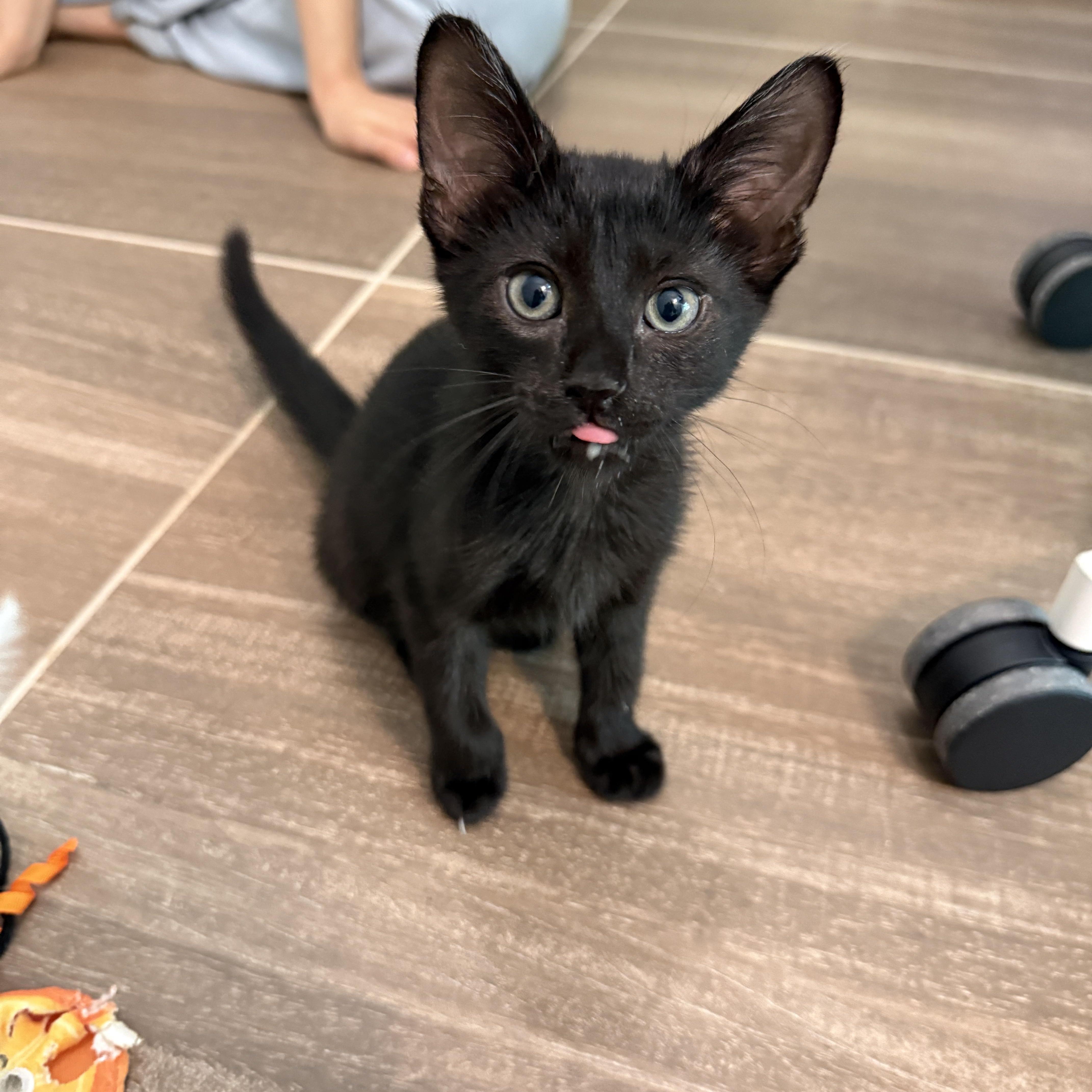 A baby medium-sized male Black Domestic Short Hair cat named Blackbeard for adoption in Brooklyn, NY