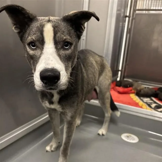 A young large-sized female Siberian Husky dog named Natalia for adoption in Ontario, CA