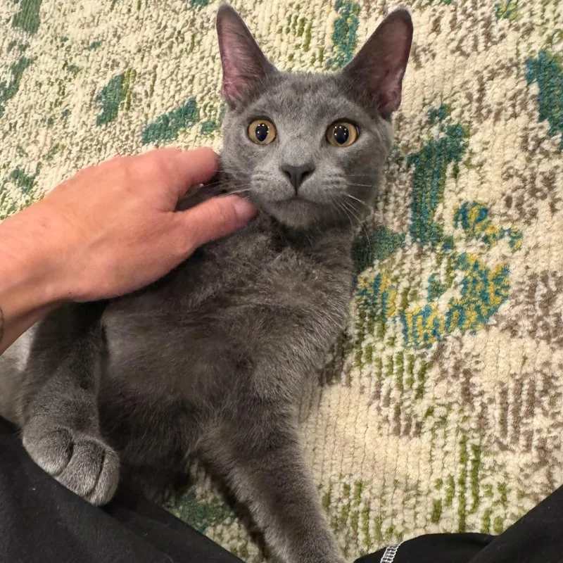 Pinot Pair Grigio thumbnail 2