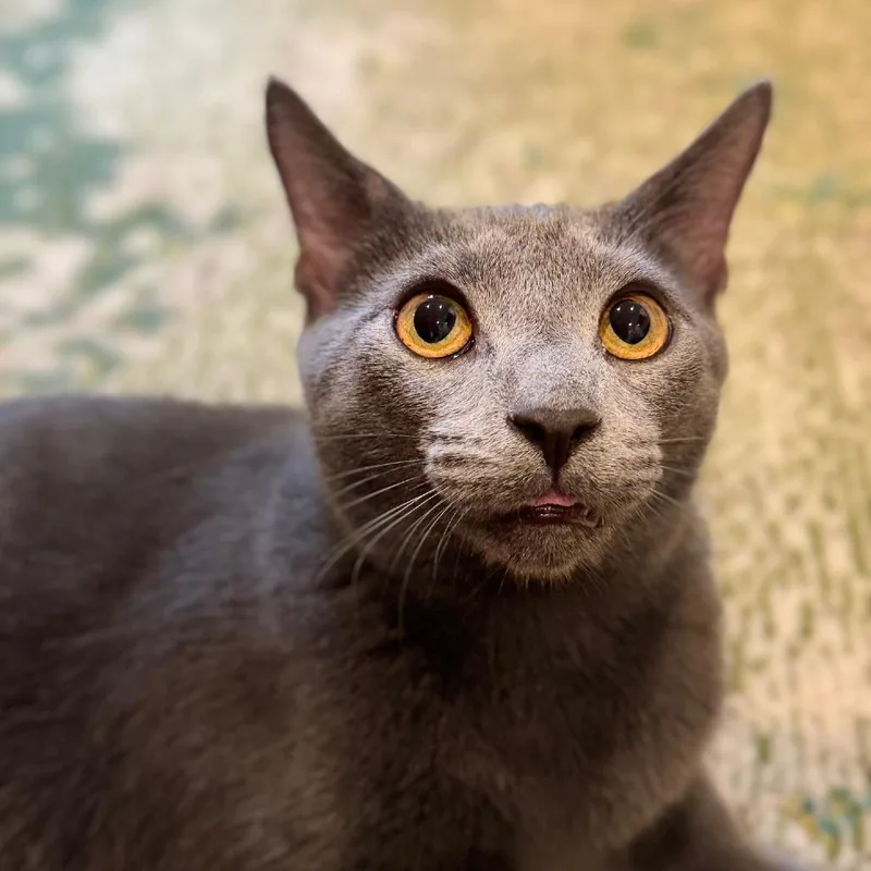 Pinot Pair Grigio thumbnail 3