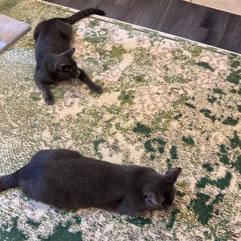 Pinot Pair Grigio thumbnail 4