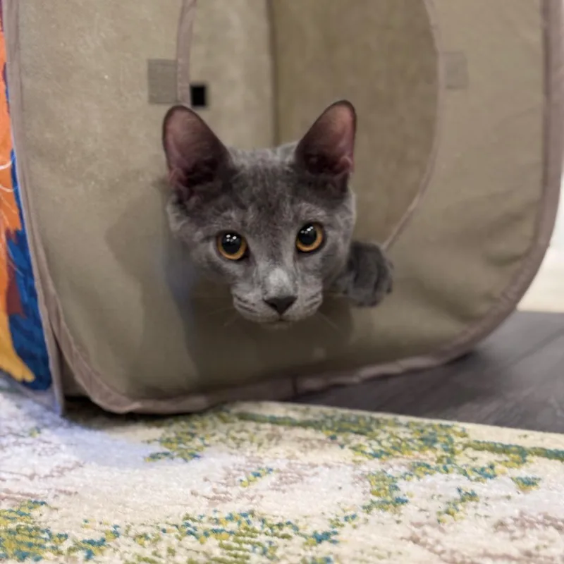 Pinot Pair Grigio thumbnail 5