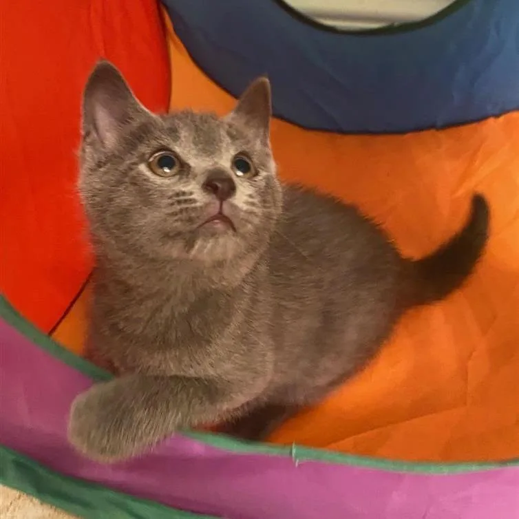 Pinot Pair Grigio thumbnail 6