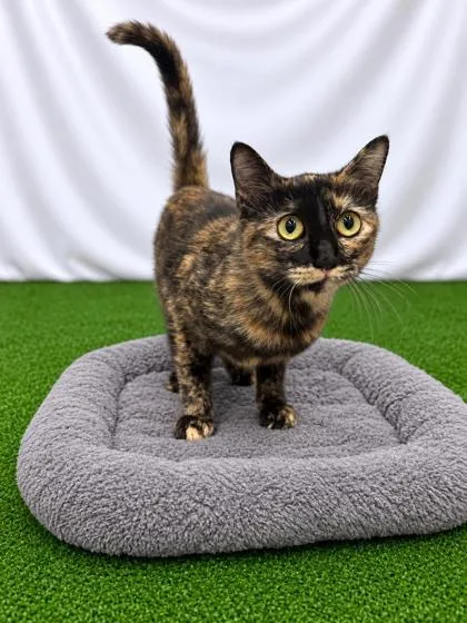 A young small-sized female Domestic Short Hair cat named Nella for adoption in Covington, LA