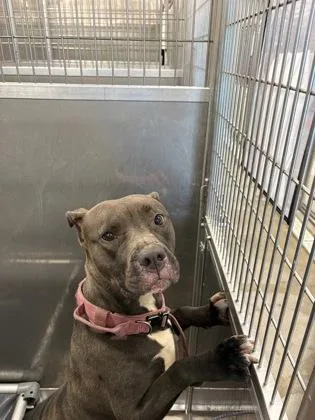 An adult large-sized female Mixed Breed dog named Iris for adoption in West Chester, PA
