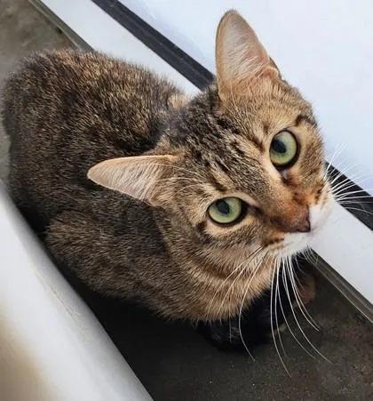 An adult small-sized female Domestic Short Hair cat named Naty for adoption in West Chester, PA