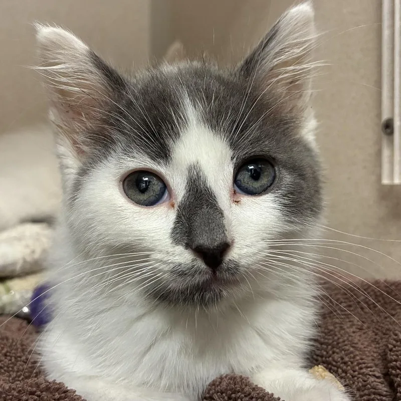 A baby small-sized male White Domestic Short Hair cat named Dr. Seuss for adoption in Redwood City, CA