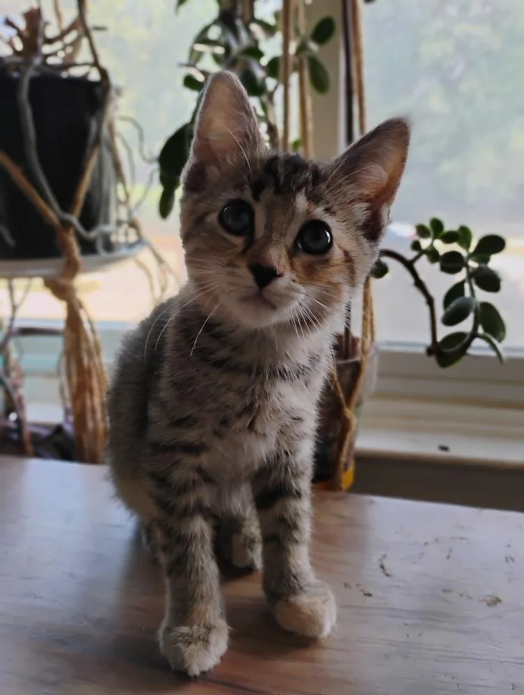 A baby small-sized female Domestic Short Hair cat named Apple for adoption in Oak Park, MI
