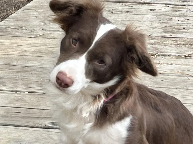 A young medium-sized female Corgi dog named Millie for adoption in Denver, CO