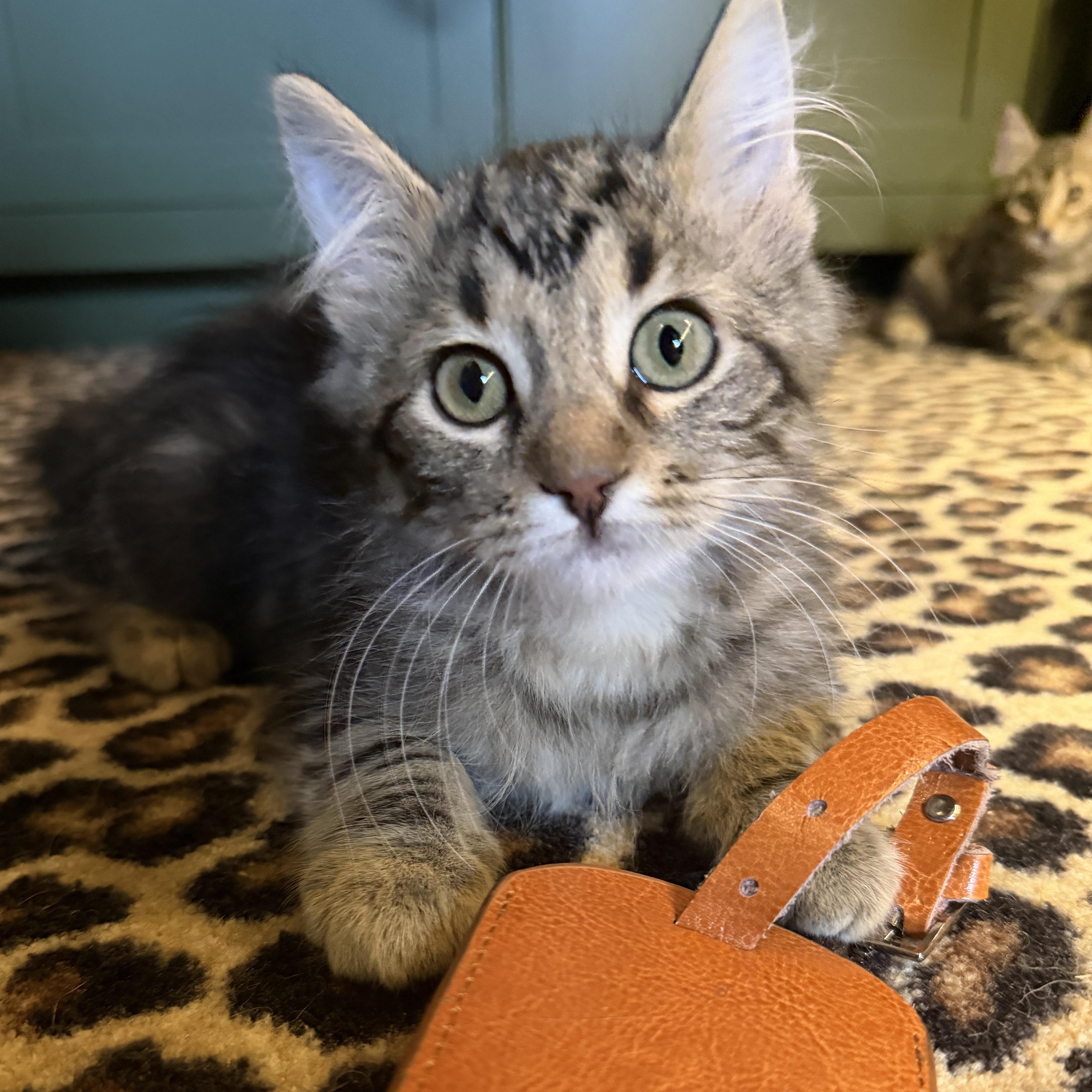A baby medium-sized female Tabby (Buff / Tan / Fawn) Domestic Medium Hair cat named Rumble for adoption in Blaine, MN