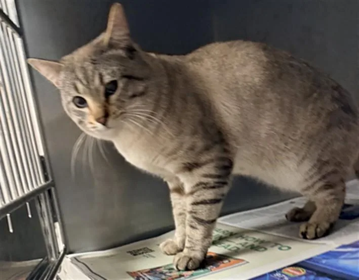 An adult large-sized male Domestic Short Hair cat named Franky Blueye for adoption in Chatsworth, CA