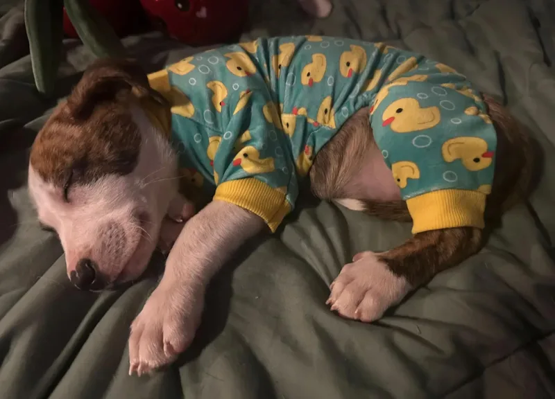 A baby medium-sized male Boxer dog named Tucker for adoption in Moore, OK