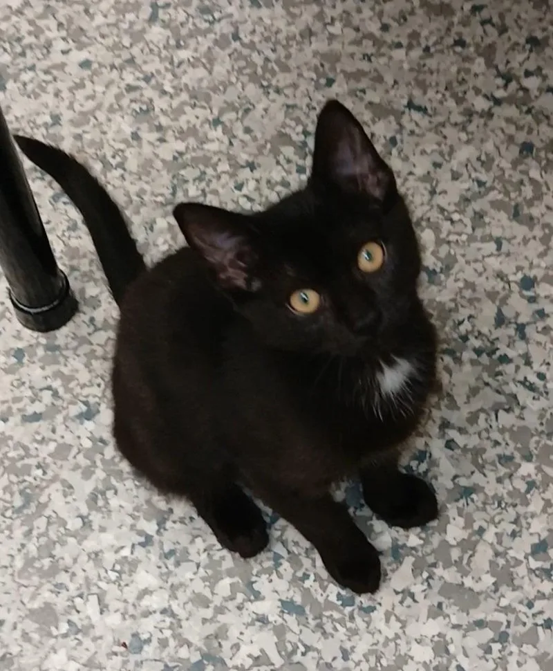 A baby medium-sized male Black Domestic Short Hair cat named Blot for adoption in Bay City, MI