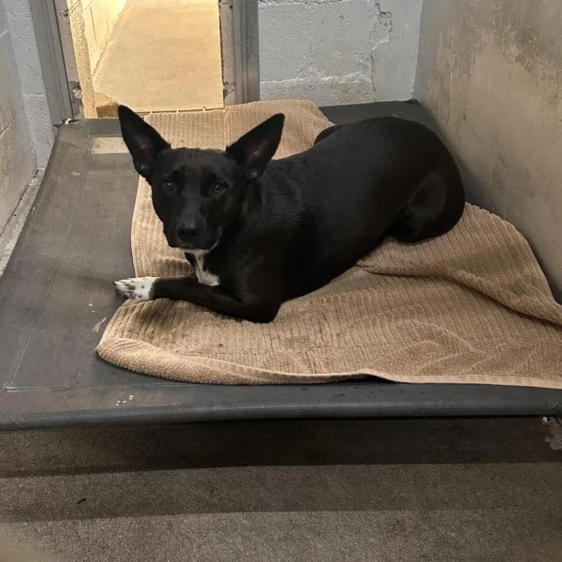 A young medium-sized female Black Mixed Breed dog named Stormy Rain for adoption in Summerville, SC
