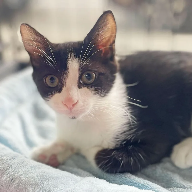 A baby small-sized female Black Domestic Short Hair cat named Paolina for adoption in Los Angeles, CA