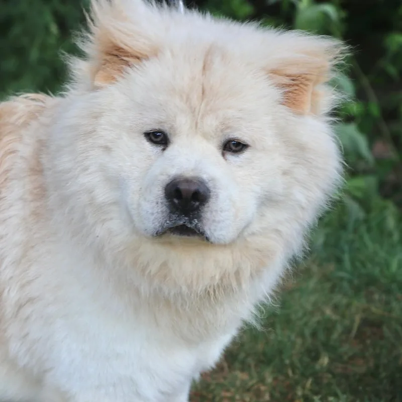 An adult medium-sized male White / Cream Chow Chow dog named Aslan for adoption in Allentown, PA