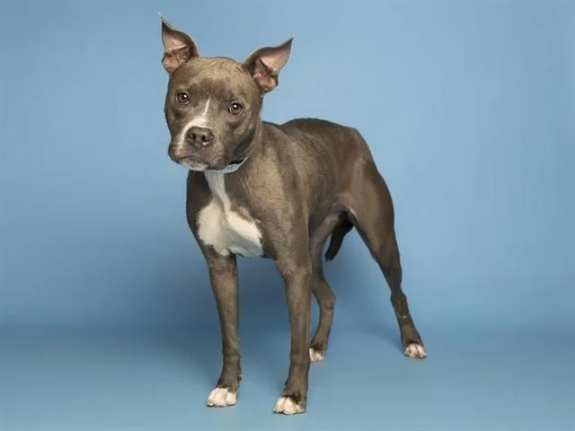 Dutchess