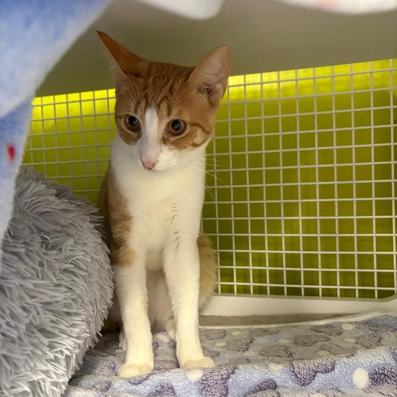 A young medium-sized male Orange / Red Domestic Short Hair cat named Milton for adoption in Middle Village, NY