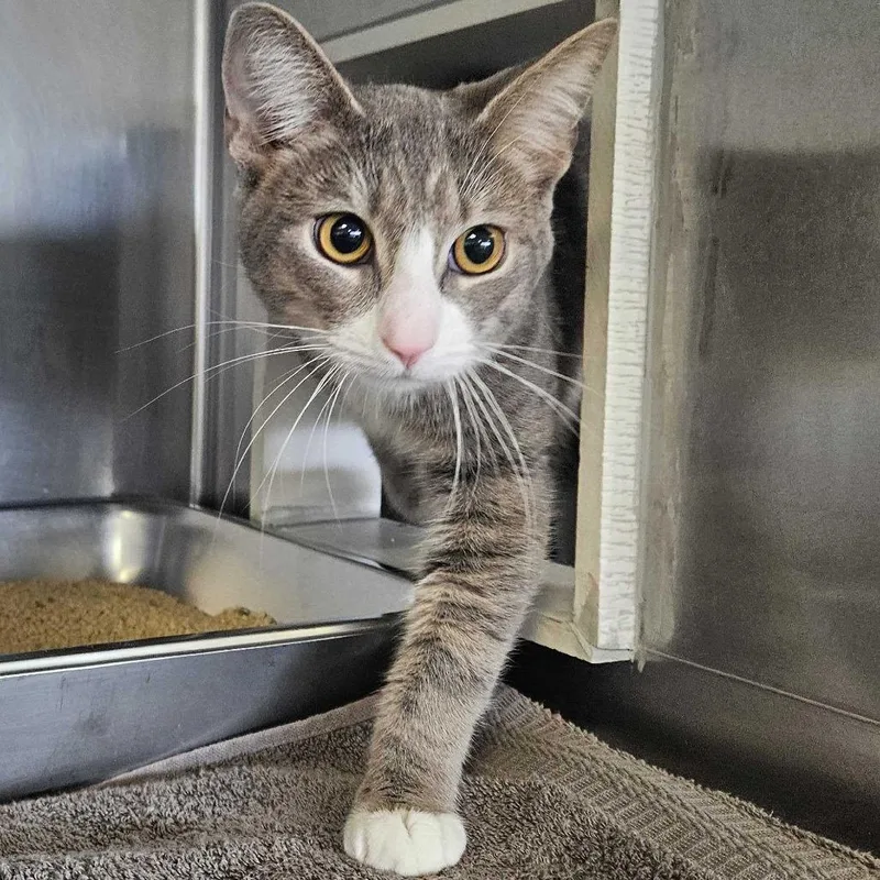 An adult medium-sized male Gray / Blue / Silver Domestic Short Hair cat named Purrlock for adoption in Dover, NH