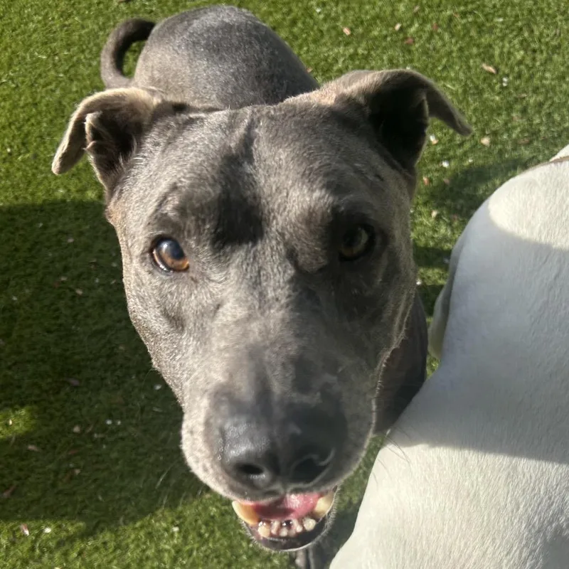 An adult large-sized male Apricot / Beige Mixed Breed dog named King for adoption in LOXAHATCHEE, FL