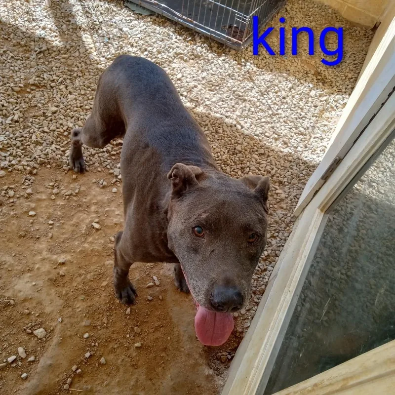 King thumbnail 4