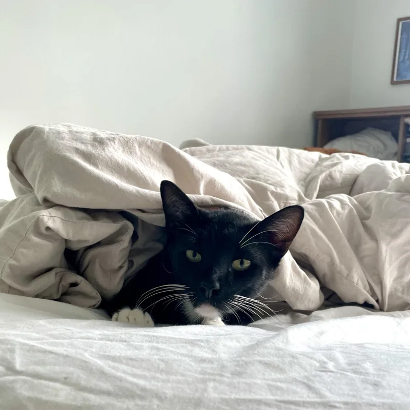 A baby medium-sized male Black & White / Tuxedo Tuxedo cat named Mochi for adoption in Miami, FL