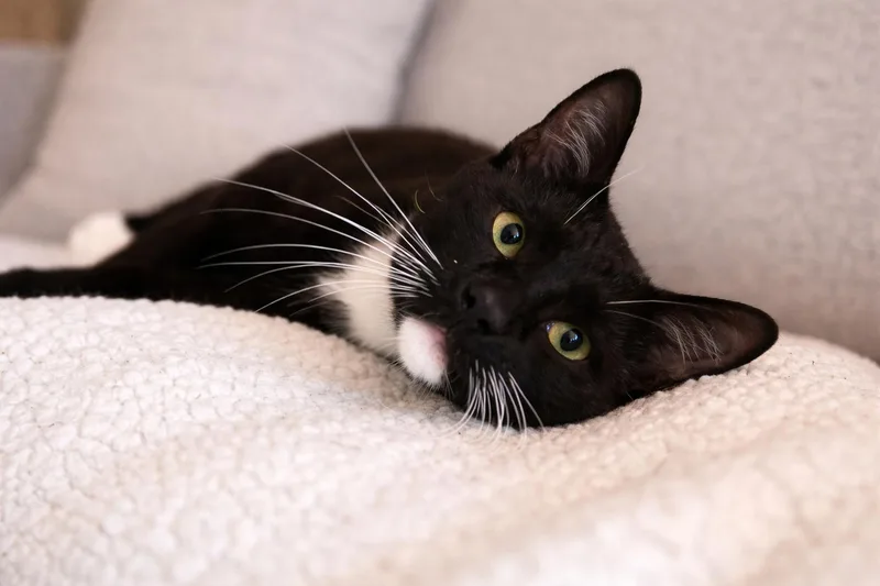 Mochi thumbnail 3