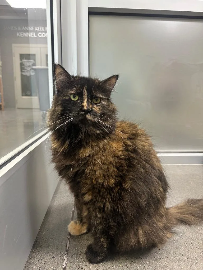 A senior medium-sized female Domestic Long Hair cat named Ester for adoption in Johnson City, TN