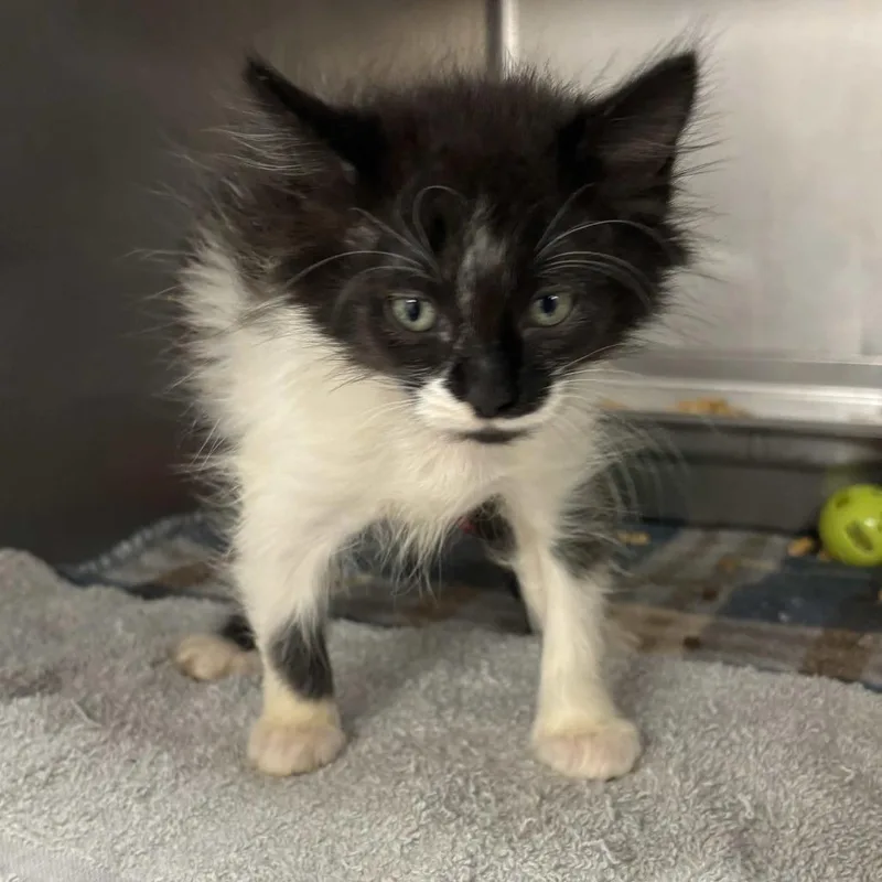 A baby small-sized female Black Domestic Medium Hair cat named Gretel for adoption in Beaumont, TX