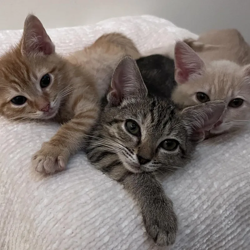 A baby small-sized male Orange / Red Domestic Short Hair cat named Mezcal for adoption in Durham, NC