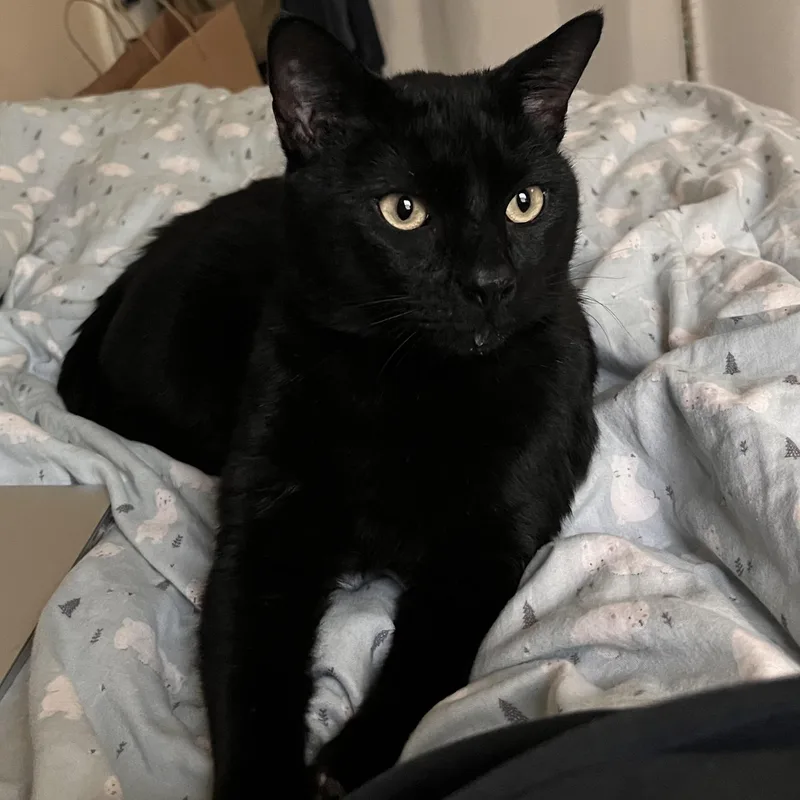 An adult medium-sized male Black Bombay cat named Batman for adoption in Orange, CA