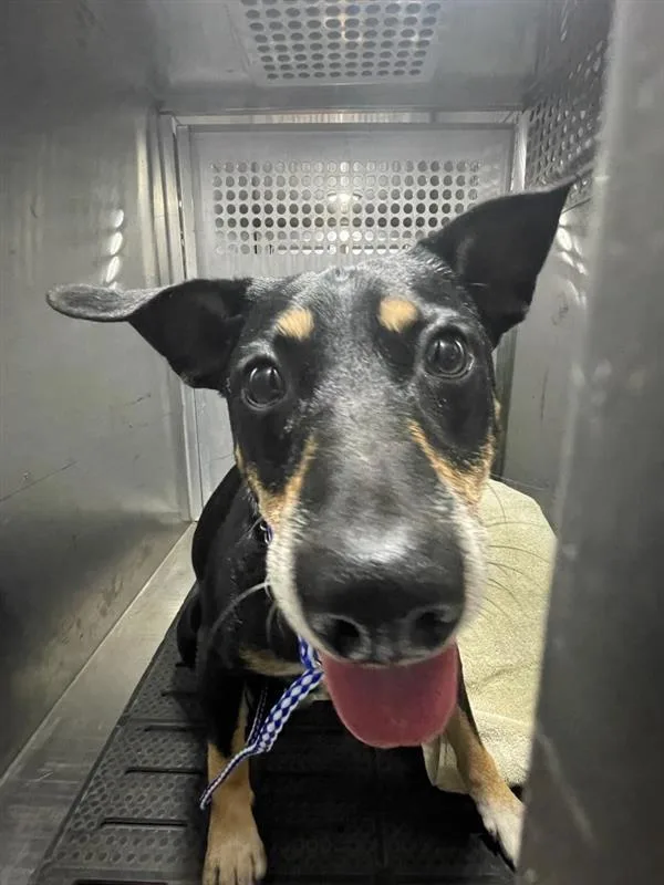 An adult medium-sized male Rat Terrier dog named Buddy for adoption in Austin, TX