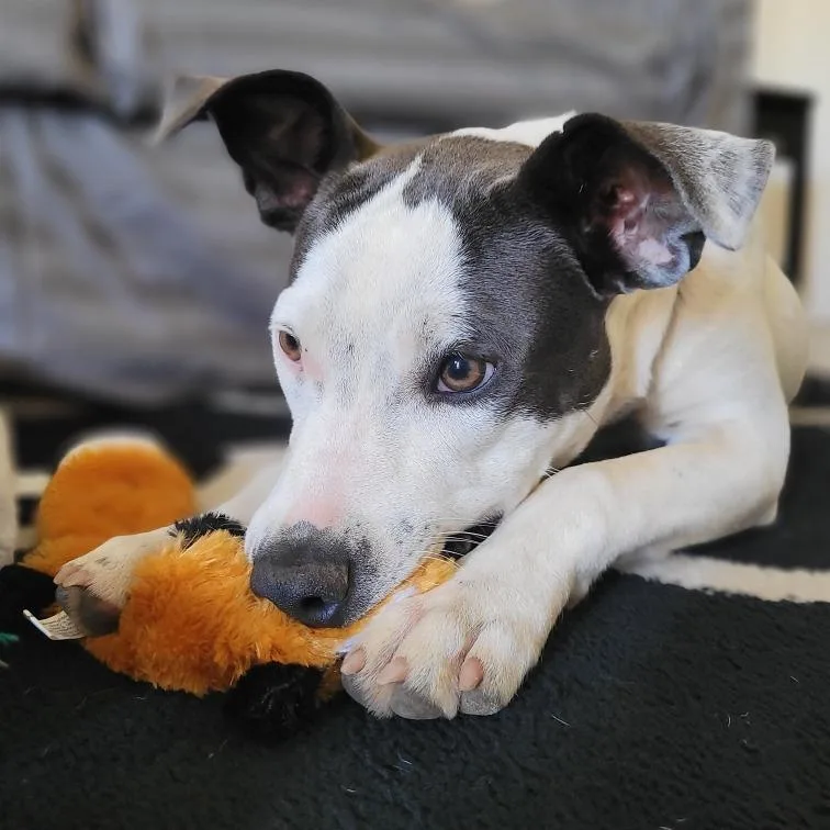 A young medium-sized female White / Cream Pit Bull Terrier dog named FWT Carla for adoption in Midland, TX