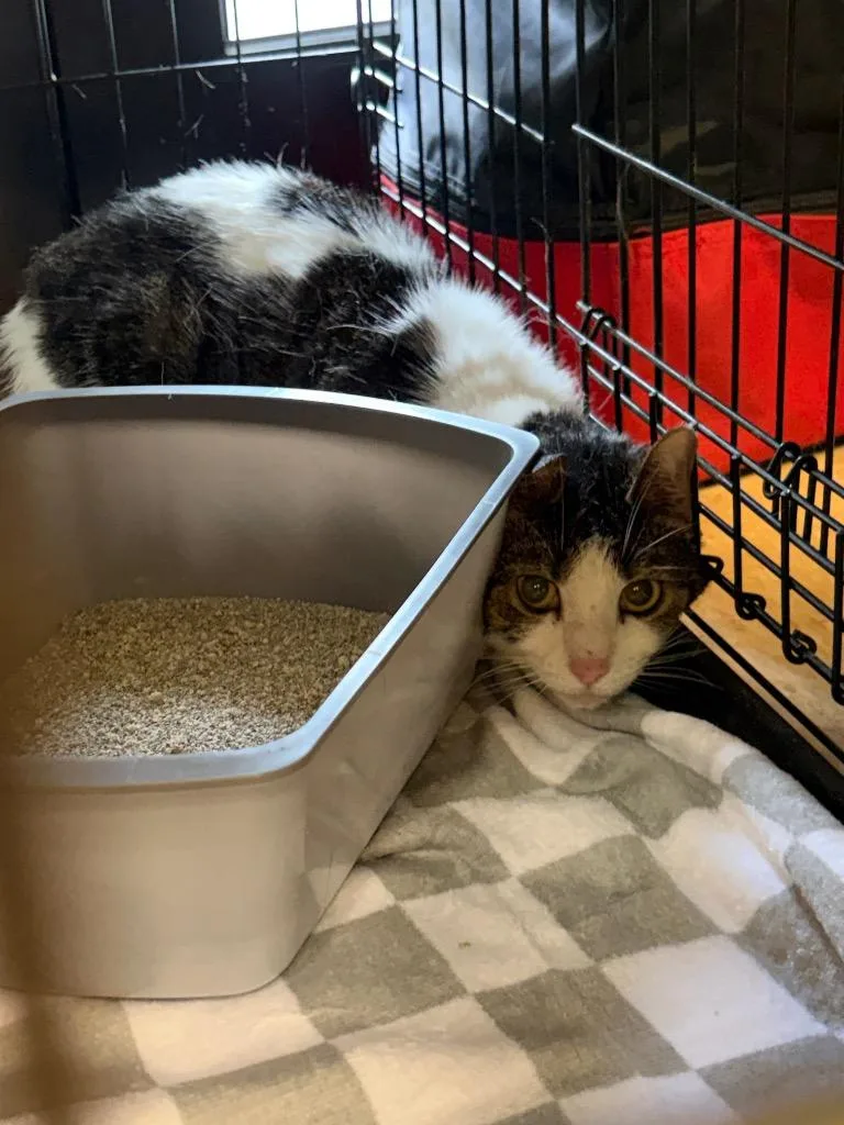 A young medium-sized female Domestic Short Hair cat named Sally for adoption in Wintersville, OH
