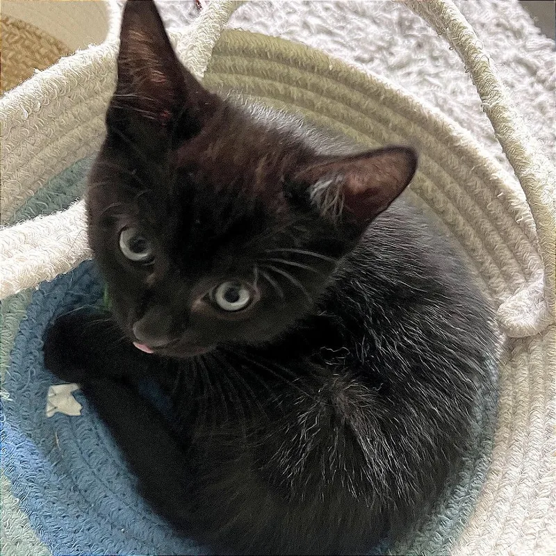 A baby small-sized male Black Domestic Short Hair cat named Odie for adoption in Pleasant Hill, CA