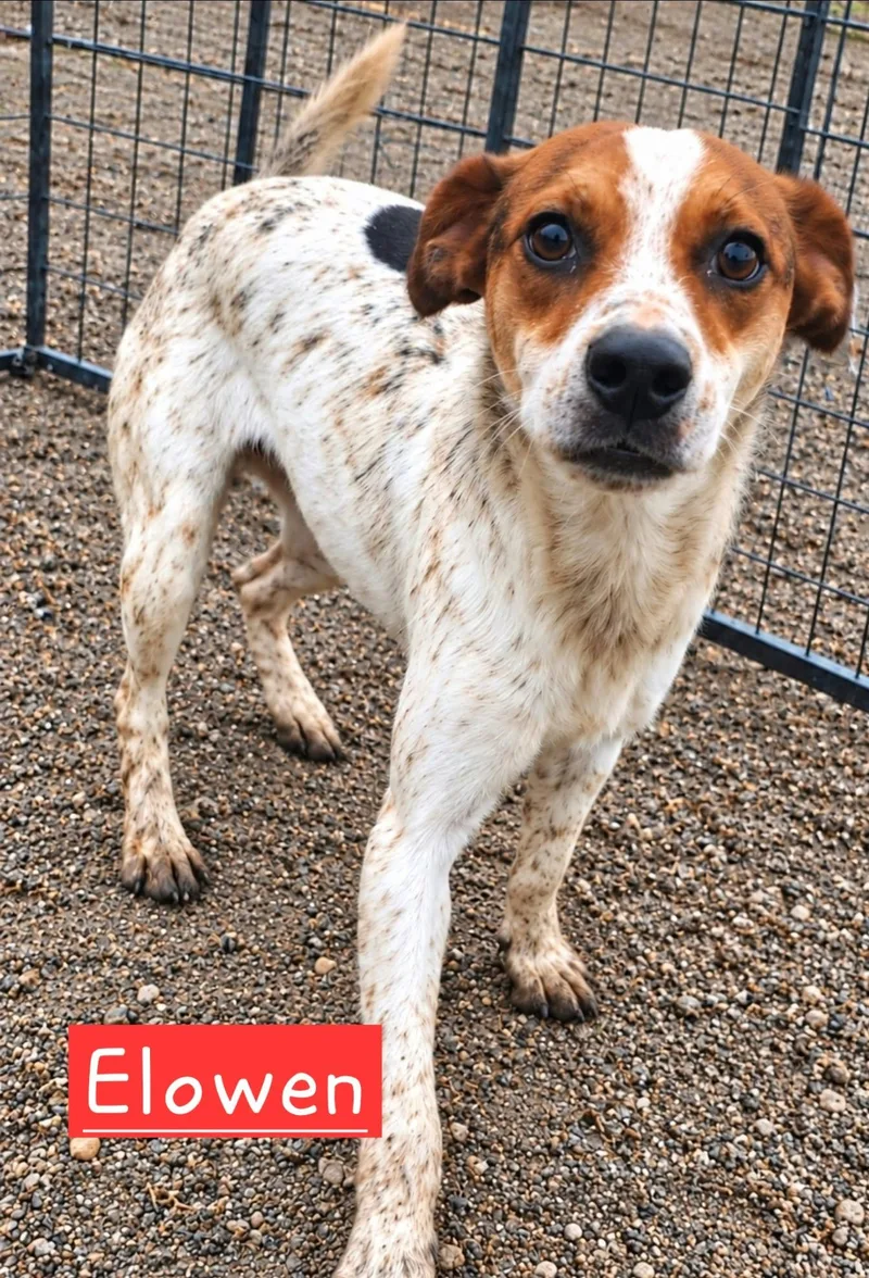 A baby small-sized male Rat Terrier dog named Elowen for adoption in Minneapolis, MN