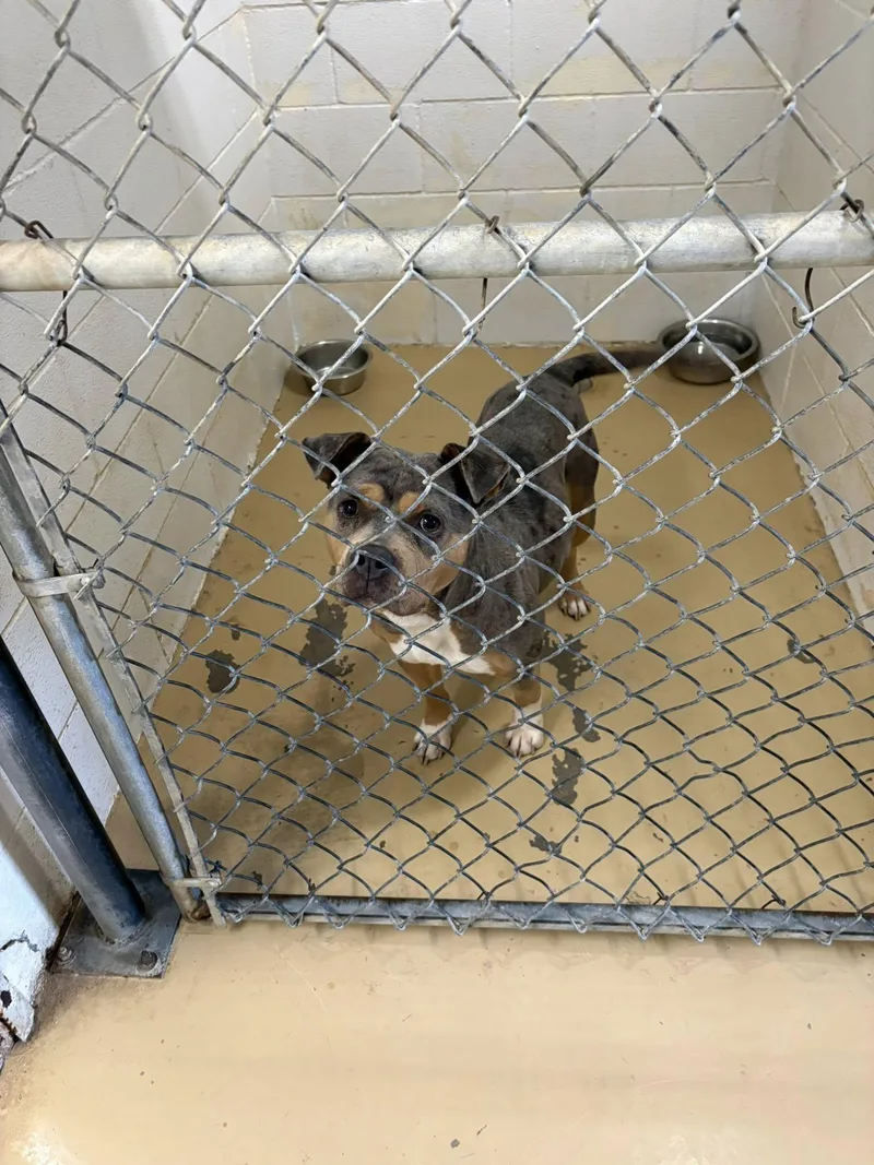 An adult medium-sized female Merle (Blue) Pit Bull Terrier dog named Female Merle for adoption in Clyde, TX