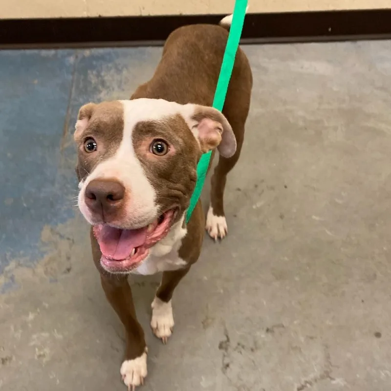 An adult medium-sized female Brown / Chocolate Mixed Breed dog named Bella for adoption in Memphis, TN