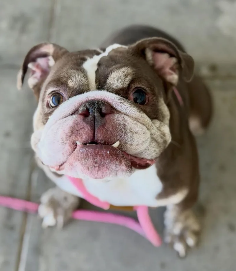 A young medium-sized female English Bulldog dog named Dolly for adoption in Las Vegas, NV